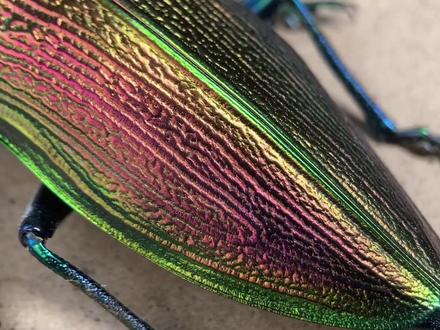 我目前为止做的最大的吉丁虫-帝王彩吉丁。#神奇动物在抖音 #昆虫世界 #观察昆虫 #甲虫标本 @DOU+小助手