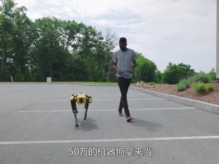 波士顿动力机械狗,直接拿来当宠物溜,售价50万一只 #涨知识 #科普一下