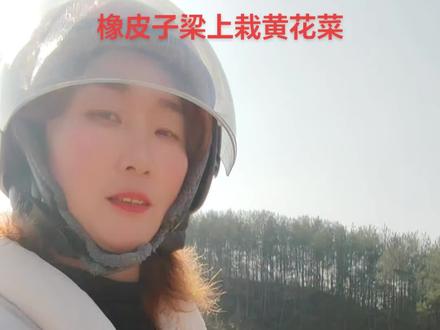 橡皮子梁上栽 黄花菜