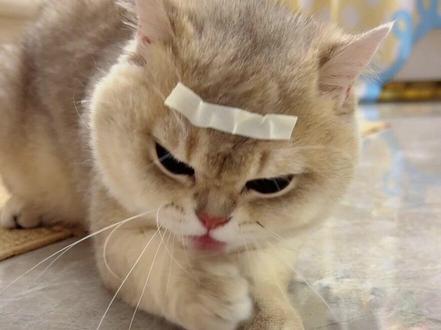 哈吉米的代码冲突 #玩猫丧志 #猫咪那些事 #关爱傻猫 #猫咪的迷惑行为 #代码冲突