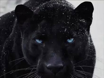 动物交配时间对比#科普 #动物 #涨知识