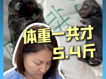 一窝里的崽子,大小天壤之别呀#约克夏 #狗狗生产 #宠物医生 #宠物医院 #沈阳东清宠物医院