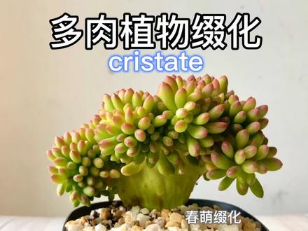 多肉植物缀化 cristate 鸡冠花#多肉 #多肉植物 #多肉养护