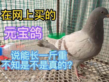 在网上花89元钱买了3只元宝肉鸽,说能长一斤重,不知是真是假 #养鸽人 #鸽子 #肉鸽 #元宝鸽 #人与自然和谐共处