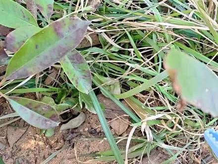 国产积木拼搭:沧龙#积木 #乐高 #恐龙 #沧龙 #玩具