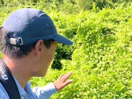 打蜜碟找蜜蜂#户外找蜂