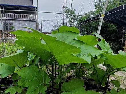 关于托鲁巴姆,你关心的看这里!
#托鲁巴姆 #托鲁巴姆砧木 #嫁接我是认真的#带您玩嫁接 #养花种菜