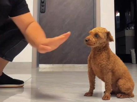 摸摸哥教学又开课啦#被玩坏的狗子 @抖音小助手