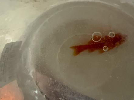 冻成冰块的鱼还能 存活吗 #金鱼 #鱼缸 #养鱼日记 #鱼🐟