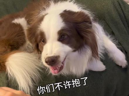 bo:你俩听不懂狗话吗 #狗狗的心思都写在脸上了 #狗狗的迷惑行为 #养狗就是用来玩的 #边牧 #狗狗日常