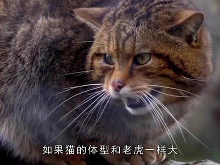 如果猫的体型和老虎一样大,猫能不能把老虎打败? #猫 #老虎