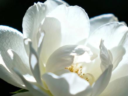 oc植物塑之“末路之美”—「荼蘼花」🌸
它大概是那种安静、温柔、却藏着力量的人。它不与春天争,却在春天的尽头,让所有人记住了它的名字。荼蘼不是结束,它是一种——在终章里也能开出光的勇气。#荼靡#oc#植物#情感共鸣#上热门