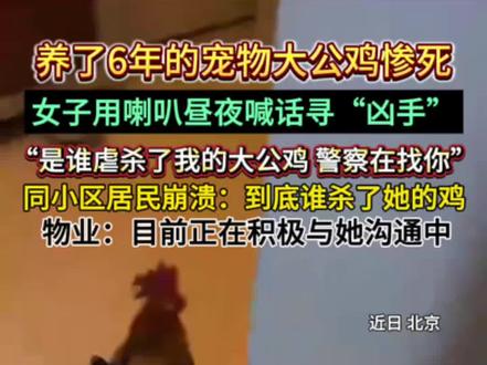 #养了6年的宠物大公鸡惨死 女子用喇叭昼夜喊话寻“凶手”,“是谁虐杀了我的大公鸡。”同小区居民崩溃:到底谁杀了她的鸡!物业:目前正在积极与她沟通中。#宠物大公鸡