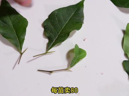 天价老鸦柿怎么来的?炒作的底层逻辑原来在这里。#老鸦柿扦插 #扦插技术 #扦插 #2023新农人计划 @录品记 @茶堂录品记