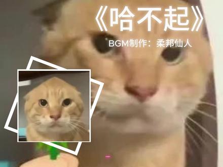 《哈不起》下#哈基米#曼波#叮咚鸡#耄耋