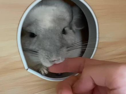 龙猫熟悉以后咬人是怎么咬的?#萌宠 #龙猫 #萌宠出道计划