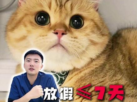 过年小猫怎么办?放假<7天的看过来 #猫咪过年 #过年猫咪怎么办 #带猫回家