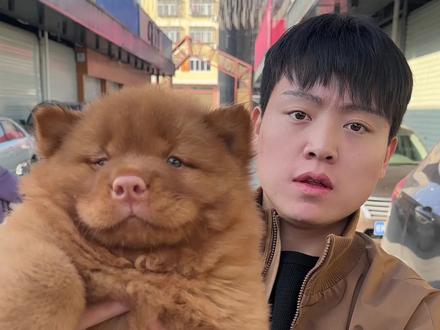 看看什么才是高质量五红土松 #五红犬 #五红土松 #五红土松犬 #五红犬的魅力 #五红犬对主人忠诚