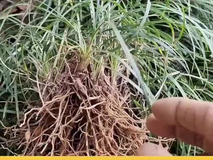 中药麦冬的产地产量及采收时间