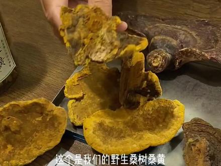 桑树桑黄,搭配松杉灵芝煮水,绝配哦#滋补养生 #桑黄 #灵芝