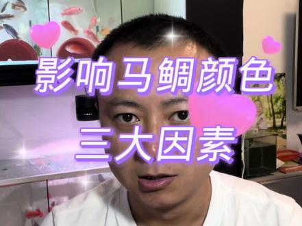 影响马鲷颜色的三大因素 #三湖慈鲷 #我的日常vlog #观赏鱼 #养鱼日记