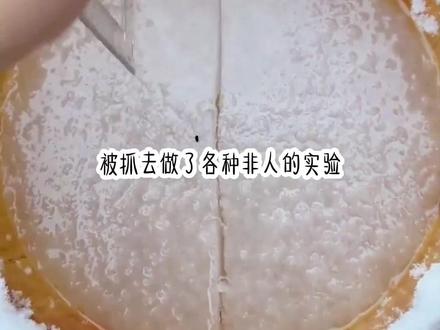 #悟空浏览器 嗖《夏月攻略》