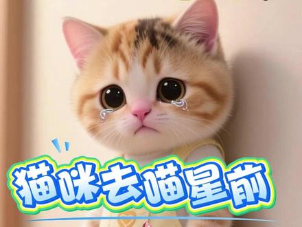 养猫人一定要知道猫咪的这些行为,预示着可能要去往喵星了! #养猫人 #养猫经验分享 #养猫知识 #喵星人 #热点