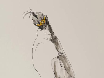 动物速写:凤头海雀#速写 #钢笔画