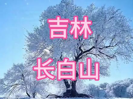 长白山坐落于吉林省东南部,地跨安图、抚松等县,东南与朝鲜接壤,是国家AAAAA级旅游景区、世界地质公园,被誉为“关东第一山” 。作为休眠火山,其主峰白云峰海拔2691米,山顶的天池是世界海拔最高的火山湖,镶嵌于群峰之间,四季风光迥异 。
这里兼具壮丽自然景观与深厚人文底蕴:垂直气候带造就了从针阔混交林到高山苔原的完整植被体系,栖息着东北虎、梅花鹿等珍稀动物,盛产人参等名贵药材 ;长白瀑布、聚龙温泉群、地下森林等景观各具特色,冬季冰雪覆盖长达9个月,是绝佳的冰雪旅游胜地 。
长白山更是满族发源地与朝鲜族聚居地,金、清两代将其列为圣山祭祀,萨满文化与民俗风情代代相传 。如今,这里以原始生态、地质奇观与人文魅力,成为观光、科考与休闲度假的胜地。