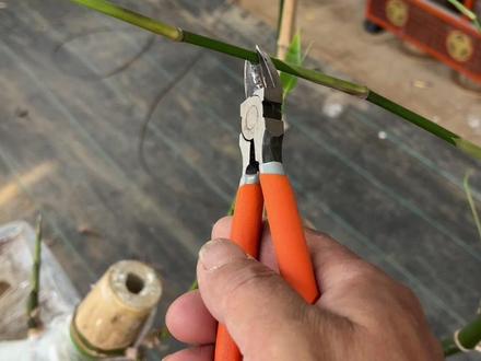 什么时候修剪侧枝视频祥解#小叶簕竹盆景 #修剪 #服务至上