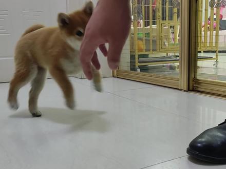 小八嘎脱敏得脱几天,应该能脱敏成功,这个狗太敏感了。训狗要有耐心。八格牙路#记录宠物的日常生活 #柴柴日常 #柴犬