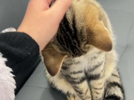 摸摸猫头,万事不愁
好爱我的小猫#小猫咪能有什么坏心眼