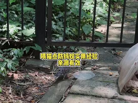 伊泰诺呋虫胺喷雾 喂猫点有效清除蚂蚁跳蚤蟑螂
#喂猫点#防虫小技巧#喂流浪猫#防蚂蚁#旺叔喂猫日记