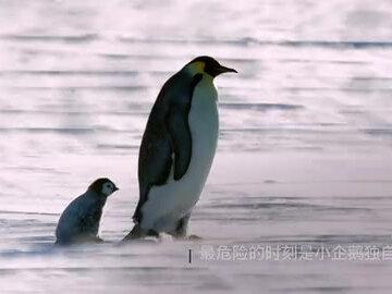 给孩子们下载的BBC纪录片,聊聊有趣的动物。可爱的企鹅🐧让人心疼又令人敬佩。每一个生命都在为生活努力着~加油