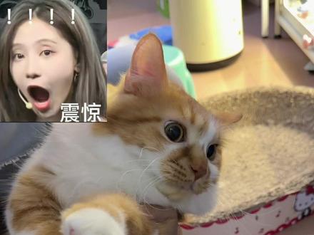 麦咪麦咪麦咪 麦咪屁股大大滴 原唱@清清子°F #萌宠养猫日记🐱 #流浪猫出道计划 #哞麦鹅 #咪毛少爷