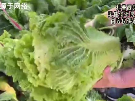 酸菜是北方人的最爱,却为啥说吃酸菜致癌?酸菜致癌究竟是真的吗(1)?#科普 #涨知识 #生活 #美食 #揭秘