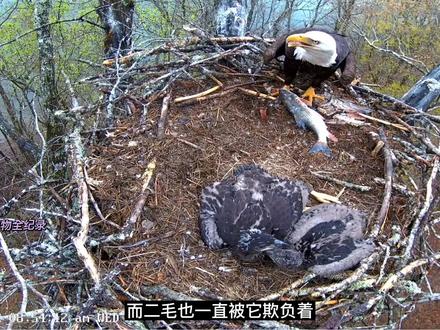 杀死三毛的大毛,变得如此温顺,让人不敢相信!7号白头鹰育雏#鸟类 #万物皆有灵性 #白头海雕育雏