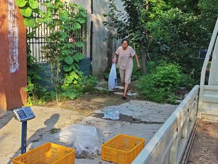 湖北产地,蝉蜕,小贩下乡收600块一公斤,太疯狂了,赶紧去搞吧 #金蝉 #知了猴 #蝉蜕 #蝉蜕皮 #蝉蜕壳 #蝉蜕收购