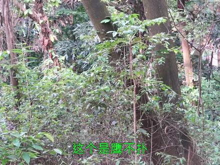 鹰不扑(五加科)—常见山野植物,苗做野菜根煲汤,被挖的不多了,植物名虎刺楤木,各地叫法不一,用途很多。