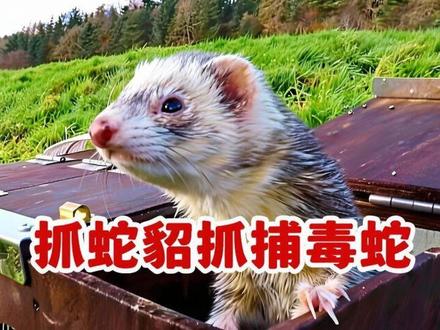 抓蛇貂抓捕毒蛇 #保护动物 #动物世界看人生百态 #青年创作者成长计划
