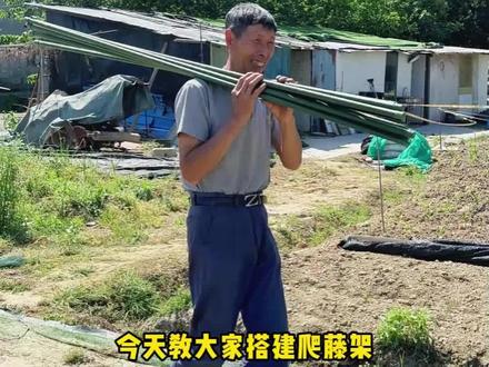 今天教大家搭建爬藤架。 这款新型爬藤支架,安装简单,多种规格可选!#爬藤架 #种菜 #农村生活 #好物推荐🔥 #园艺工具
