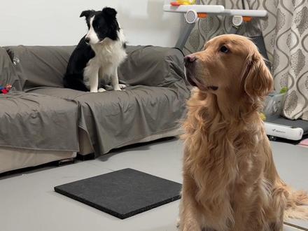 纸巾萝卜金毛挑战版#萌宠认物挑战#萝卜纸巾猫咪 #万物可爱计划 #狗狗 #金毛