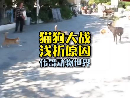 猫狗大战?猫咪为什么打架?#动物的迷惑行为 #狸花猫