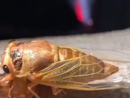 蝉的蜕变过程#难得一见#感知生命的力量#奇妙的动物##知了知了童年回忆 #奇趣自然