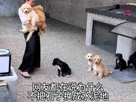 这几天也忽略了狗狗,修剪之后像个狗样了