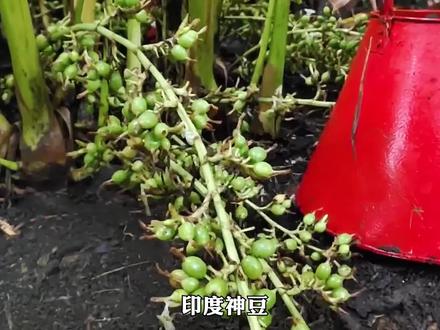 绿豆蔻的种植和加工,很多人都没吃过 #香料 #科普一下 #从纪录片里充点电