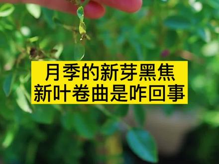 #月季 的新芽黑焦新叶卷曲打卷怎么回事,其实是#蓟马 #蓟马防治 #蓟马用药 #养花小知识 @抖音小助手