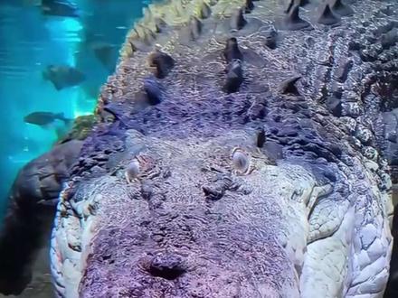 湾鳄,世界上最大的鳄鱼。 #湾鳄 #海里有鳄鱼吗