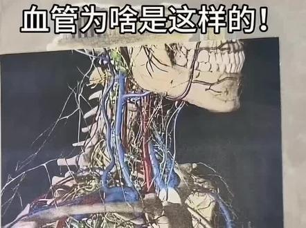 人的血管为什么那么乱啊,整整齐齐的不好吗?