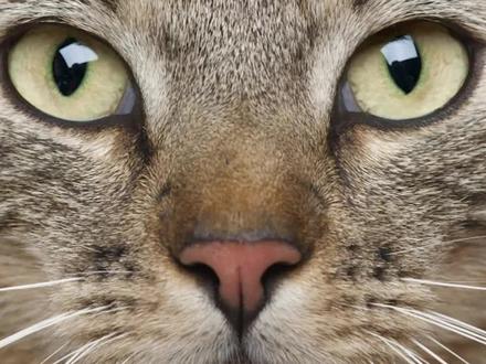 为什么你的猫养着养着,有些地方就变黄了?#猫咪的迷惑行为 #动物的迷惑行为 #迷惑行为大赏 #铲屎官的乐趣 #猫咪日常